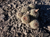 Sclerocactus mesae-verdae