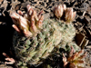 Sclerocactus mesae-verdae