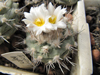 Turbinicarpus hoferi