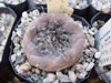 Turbinicarpus jauernigii