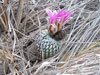 Turbinicarpus pseudopectinatus