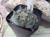 Turbinicarpus schmiedickeanus