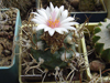 Turbinicarpus schmiedickeanus