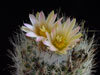 Turbinicarpus subterraneus