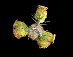 Cactus Picture Contest 25