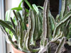 stapelia