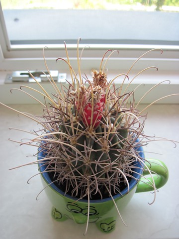 Glandulicactus uncinatus var. wrightii