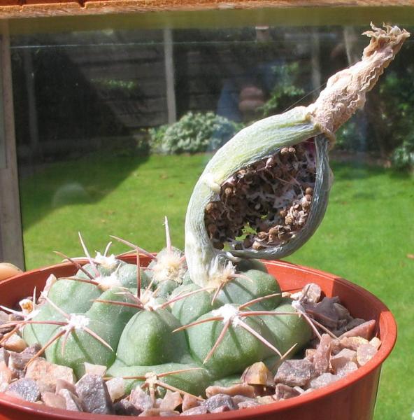 gymnocalycium-150811.jpg