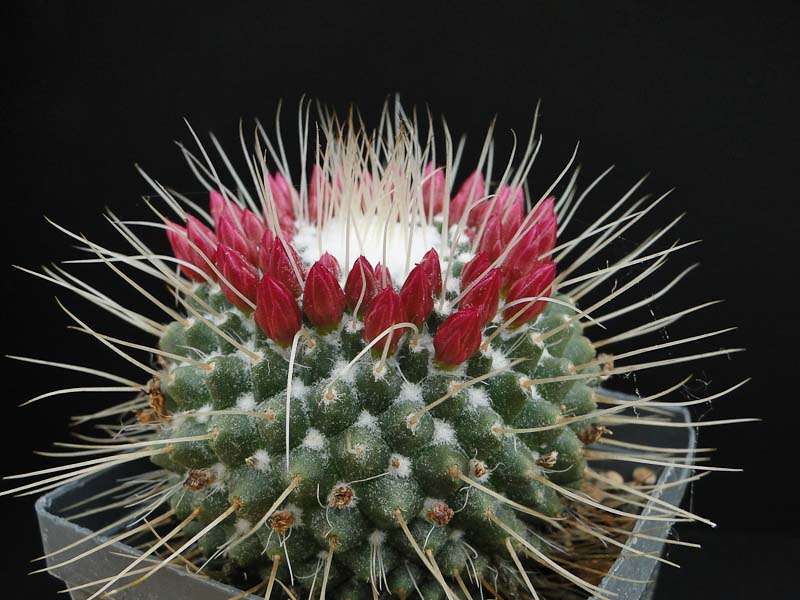 Mammillaria un pico 2012 Mai10.jpg