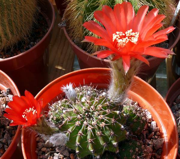 527_Echinopsis_aurea_var_dobeana_1.jpg