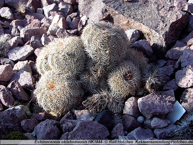 708_Echinocereus_oklahomensis_HK1844.JPG