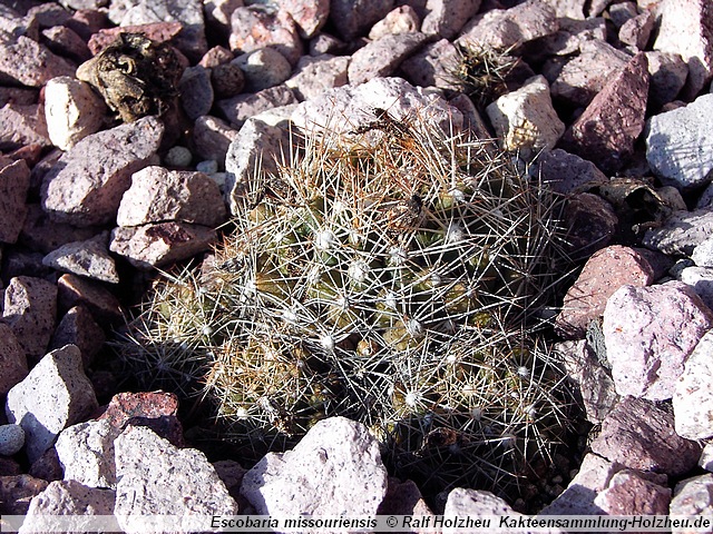 714_Escobaria_missouriensis_Finney_County_KS.JPG