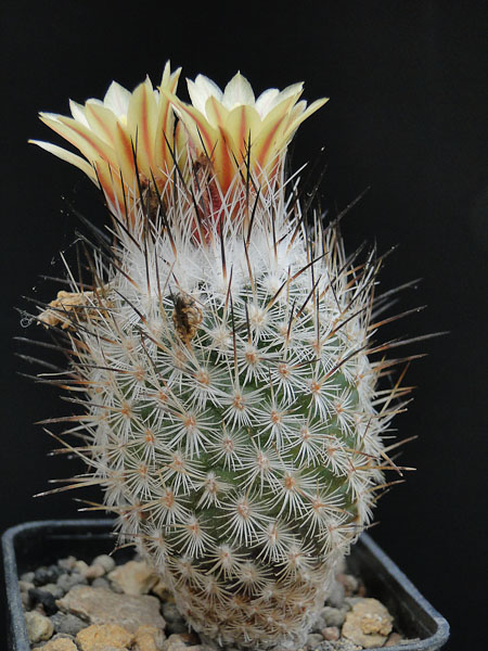 Turbinicarpus subterranaeus ssp. zaragosae 2012 Mai10-4.jpg