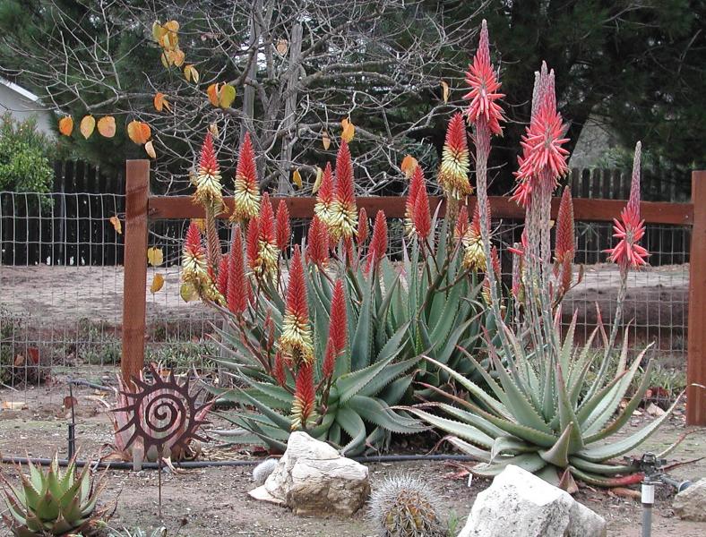 Aloes-d5621crop.jpg