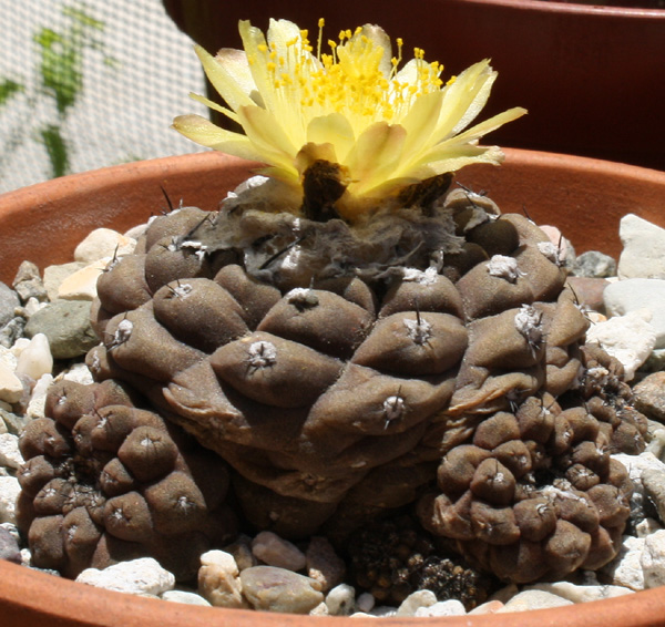 Copiapoa_hypogaea07072012_01.JPG