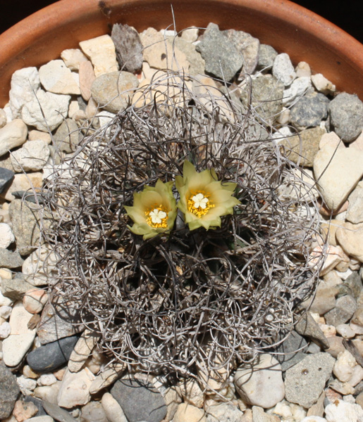 Turbinicarpus_pseudomacrochele07072012_02.JPG