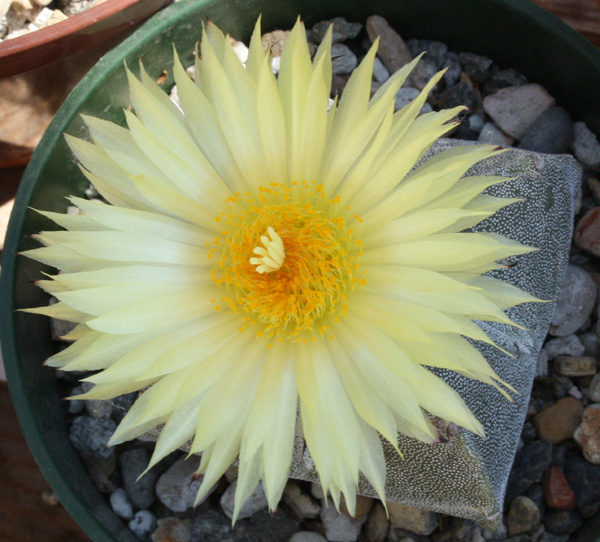 Astrophytum_myriostigma08282012_02.JPG