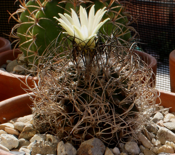 Turbinicarpus_pseudomacrochele10192012_01.JPG