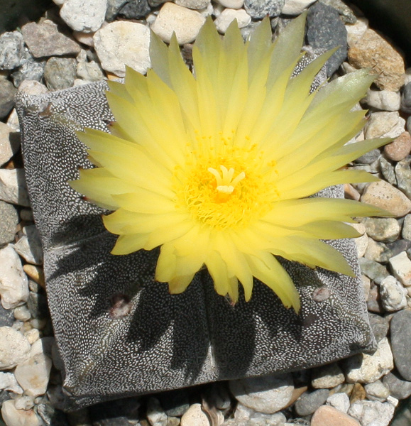 Astrophytum_myriostigma06092012_02.JPG