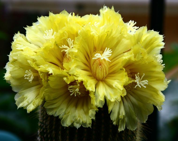 Notocactus leninghausii flowers 19 August 2012 (3).jpg