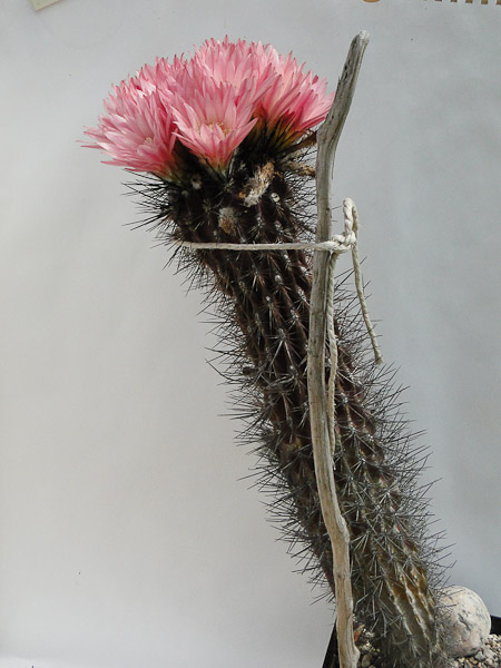Eriosyce chilensis (Py. krausii RM) 2012 Mai14-3.jpg