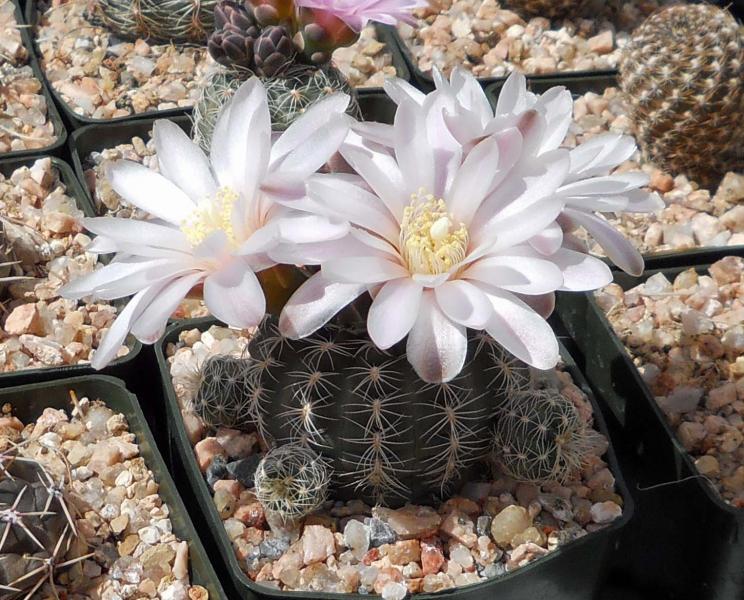 Gymnocalycium bruchii - this is a rooted offset showing off. This is how I wind up with too many plants!