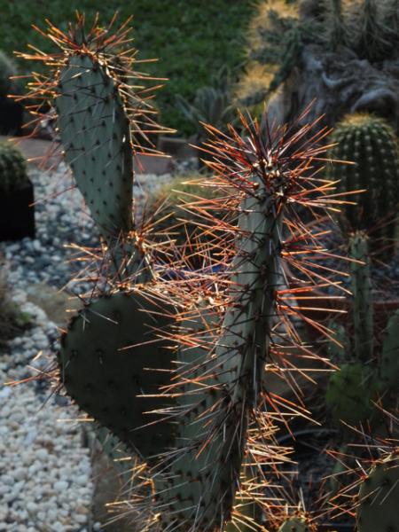 Opuntia macrocentra