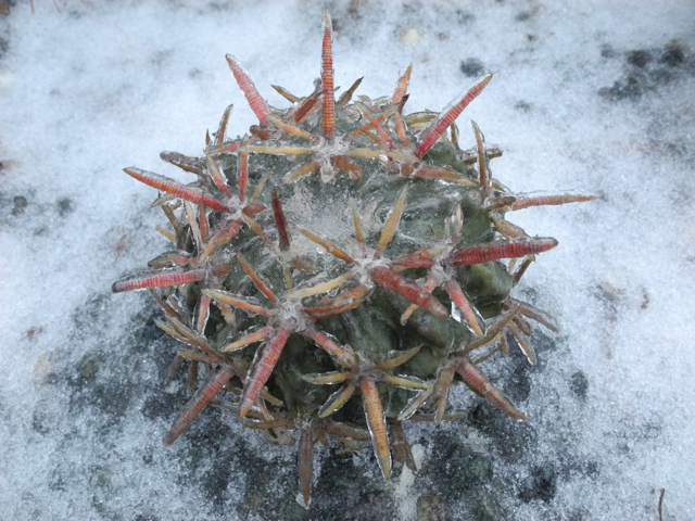 Echinocactus texensis