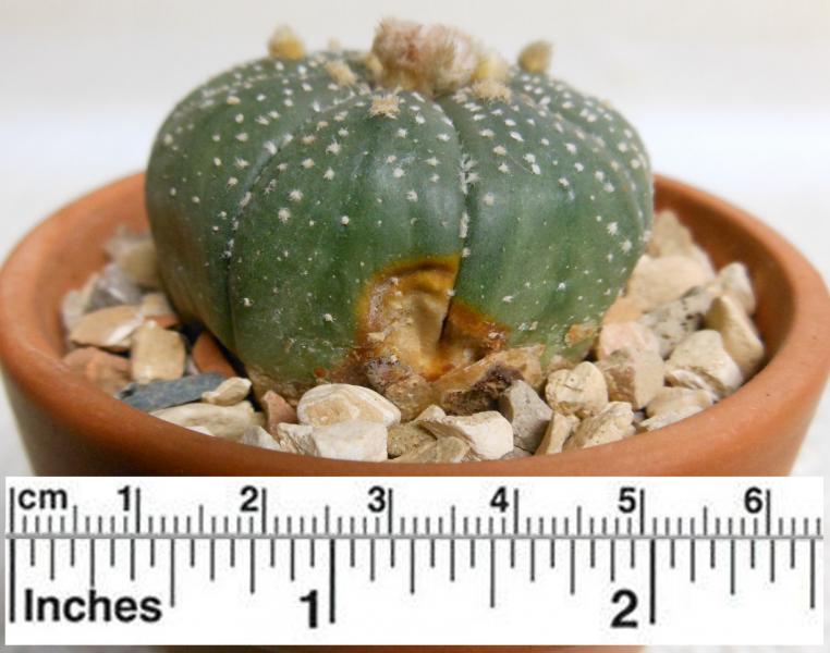 2215 Astrophytum asterias 03.03.2013.jpg