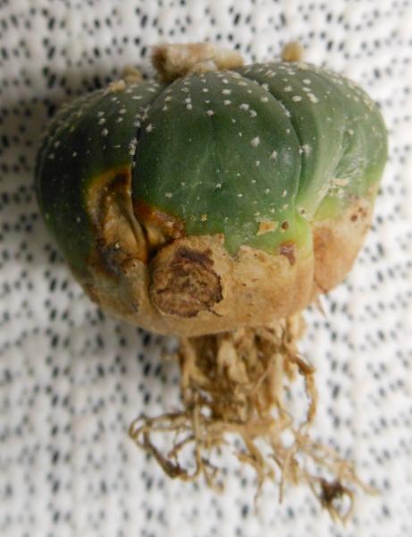 2258 Astrophytum asterias 03.03.2013.jpg