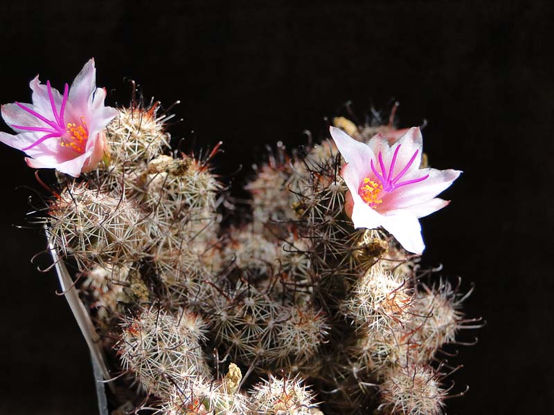 Mammillaria yaquensis 2011 Juli27.jpg