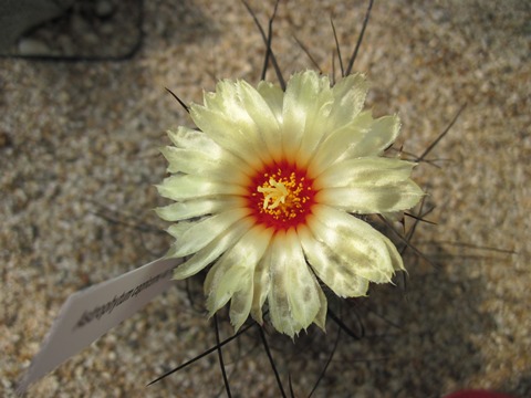 Astrophytum capricorne var. senile