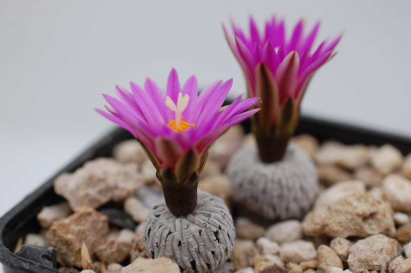 Turbinicarpus pseudopectinatus v. jarmilae 2013 April10-2.jpg