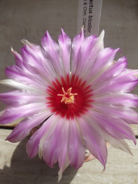 Thelocactus bicolor