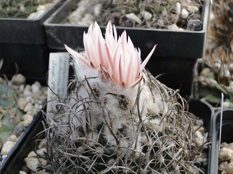 Turbinicarpus dickisoniae 2012 März06-1.jpg