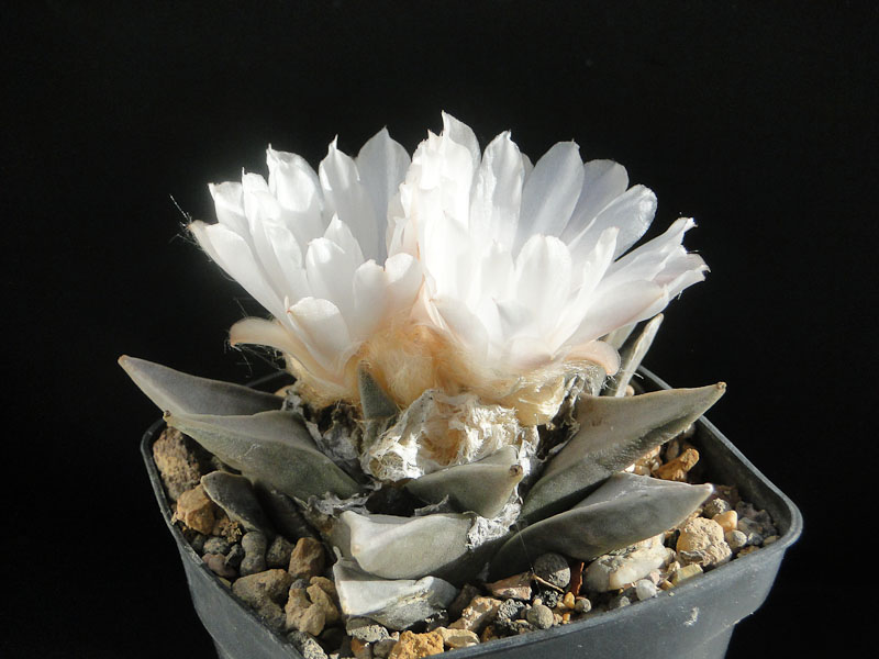 Ariocarpus retusus 2012 Oktober19-3.jpg