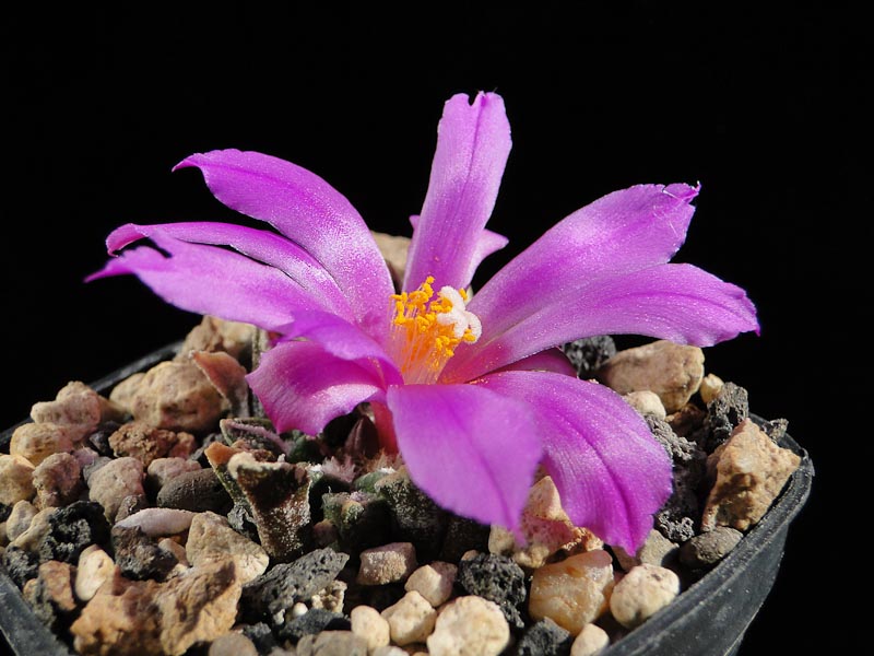 Ariocarpus koutschoubyanus v. elephantidens 2011 September29-1.jpg