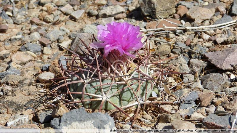 58_Echinocactus_horizonthalonius_var_nicholii.JPG