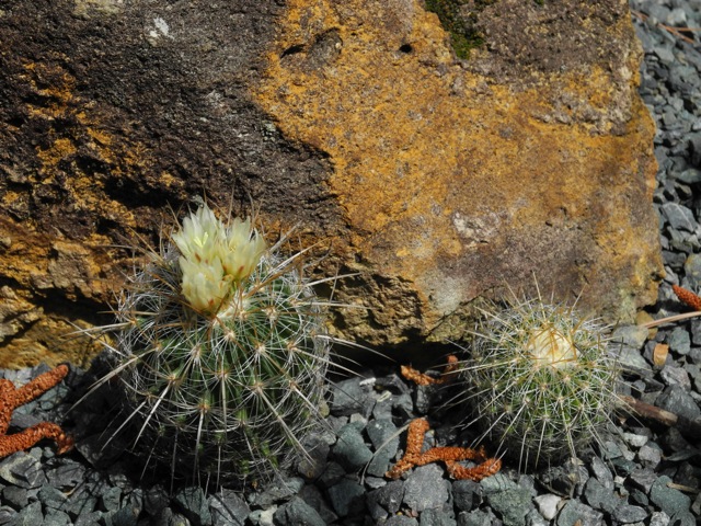 Echinofossulocactus vaupelianus