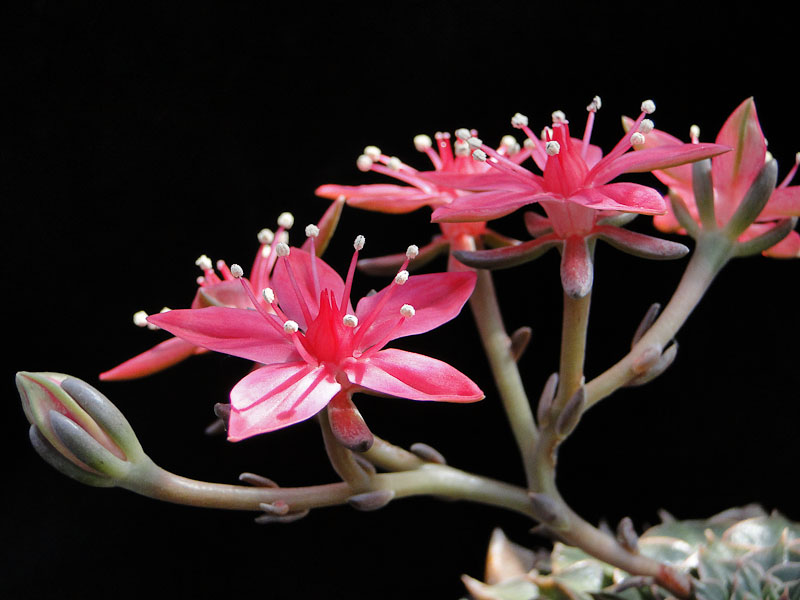 Echeveria spec. HPT 2011 Juno13-1.jpg