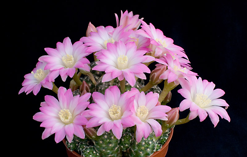 Mammillaria saboae.jpg