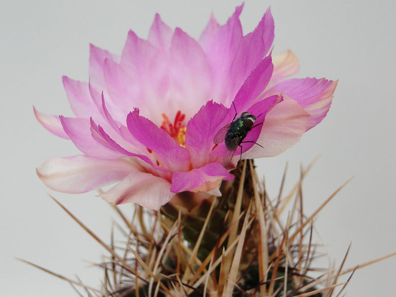 Thelocactus bicolor v. texensis 2011 Juli31-2.jpg