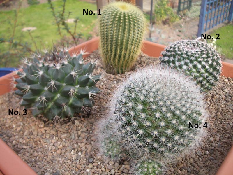 Are No. 2 &amp; No.4 Mammillaria species?