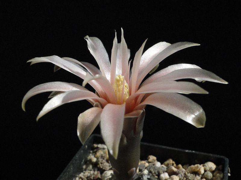 Gymnocalycium berchtii Tom06-148-1 2012 Juli24-1.jpg