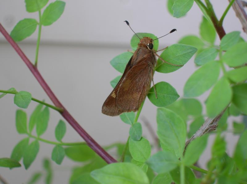 Skipper Butterfly . . . (05-16-2013)