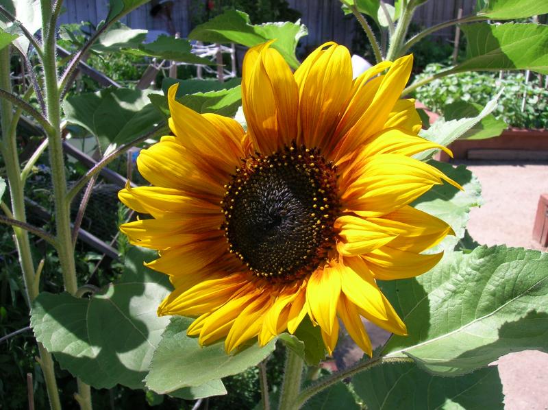 Sunflower . . . (05-22-2013)