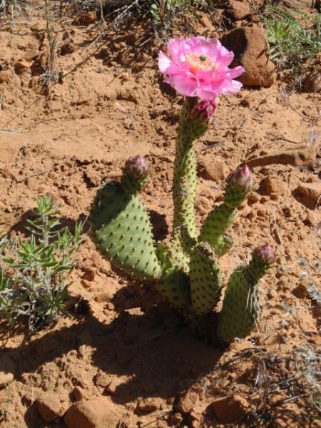 Opuntia basilaris