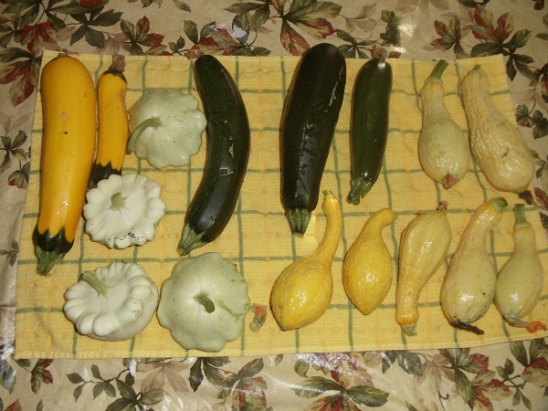 squash, zucchini, summer and patty pan
