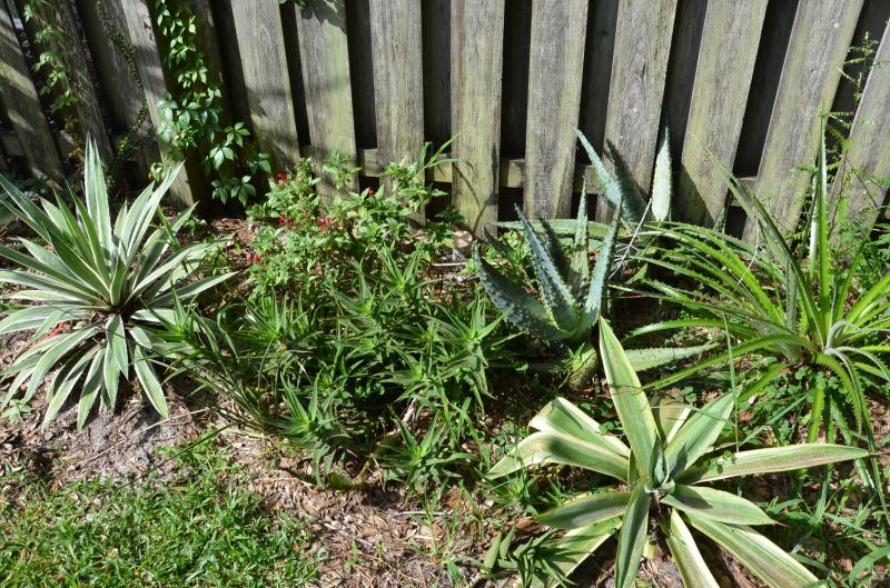 This is a combination of Agave, Aloe, Pentas, Manfreda, Dyckia and weeds.