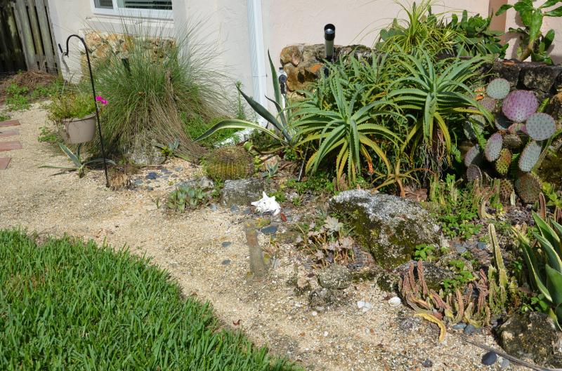 The original rock garden, some stuff has actually survived!  Some, not so much...